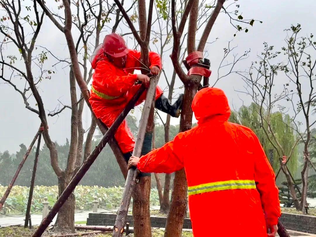 绿化防台风措施__台风树木做台风防护